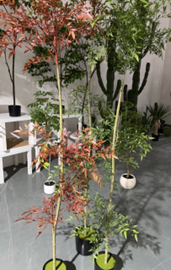 ננדינה – תמונה 2