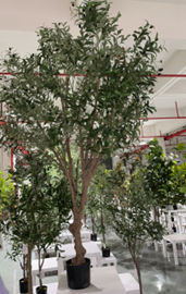 עץ זית (גזע עבה גדול) – תמונה 2