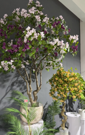 עץ בוגנוויליה – תמונה 2