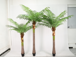 עץ דקל קטן גזע מפוח – תמונה 2