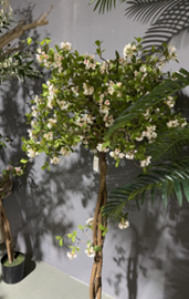 פרח אי אביבי – תמונה 2