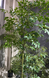 עץ עלה אושר – תמונה 2