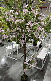 בוגנוויליה משולשת עגולה – תמונה 2