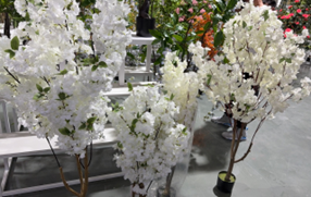 עץ דובדבן לבן – תמונה 2