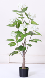 עץ הורטנזיה לבנה