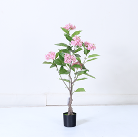 עץ הורטנזיה ורודה