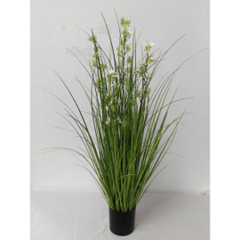 עציץ עשב שכחה 5 ראשים