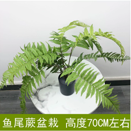 עציץ שרך זנב דג