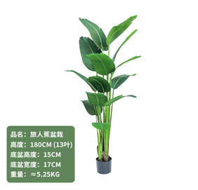 ציפור גן עדן 180 ס"מ