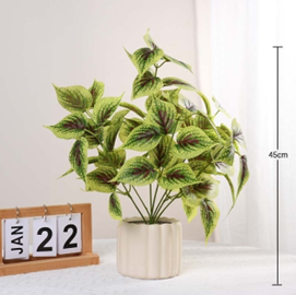 עציץ שוטרה סגולה ענף גדול 45 ס"מ (עציץ שחור)