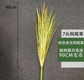 עשב זנב שועל סתווי בודד 90 ס"מ