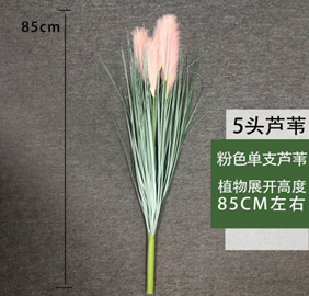 עשב קנה ורוד בודד 85 ס"מ