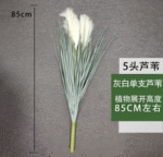 עשב קנה אפור-לבן בודד 85 ס"מ