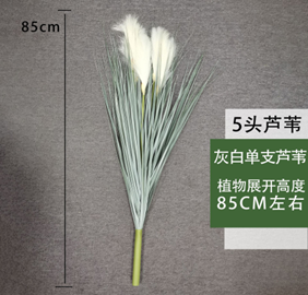 עשב קנה אפור-לבן בודד 85 ס"מ