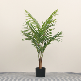 דקל זנב חתול