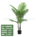 דקל זנב חתול - 90cm