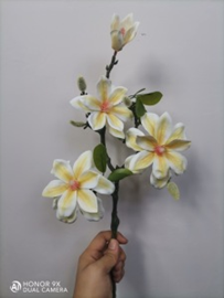 מגנוליה אגם מערבי