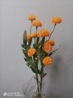 חרצית - כתום