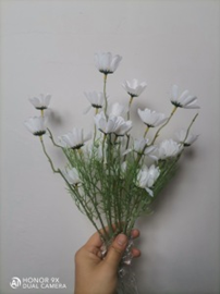 צרור קמומיל