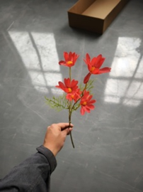 צרור קמומיל