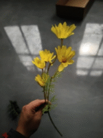 צרור קמומיל