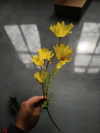 צרור קמומיל