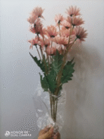 חרצית טפר - ורוד בהיר