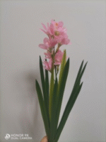 פריזיה 15 עלים