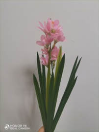 פריזיה 15 עלים