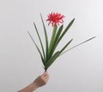 שושן עכביש אדום 9 עלים