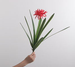 שושן עכביש אדום 9 עלים