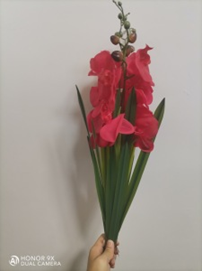 סחלב פרפר אדום 3 ראשים 18 עלים