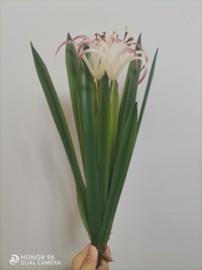 סחלב עכביש סגול 3 ראשים 18 עלים