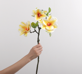 מגנוליה קערה 3 ראשים