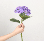 הורטנזיה איכותית - סגול, גדול