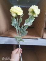 לוטוס מים - צהוב