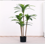 עץ ברזיל 100 ס"מ