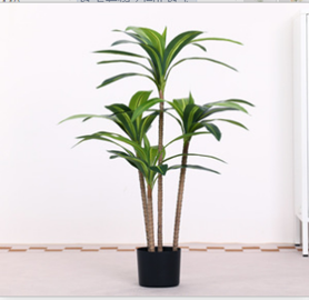 עץ ברזיל 100 ס"מ