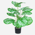 עציץ עלה תפוח (גדול) 70 ס"מ