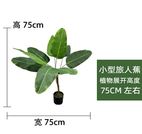 ציפור גן עדן  75 ס"מ