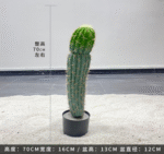 עמוד קקטוס מקסיקני 70 ס"מ