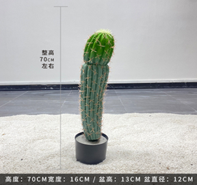 עמוד קקטוס מקסיקני 70 ס"מ