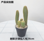 עמוד קקטוס מדברי 26 ס"מ