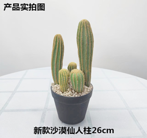 עמוד קקטוס מדברי 26 ס"מ