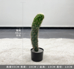 עמוד קקטוס מקסיקני 55 ס"מ