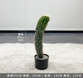 עמוד קקטוס מקסיקני 55 ס"מ