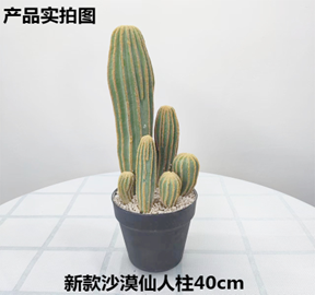 עמוד קקטוס מדברי 40 ס"מ