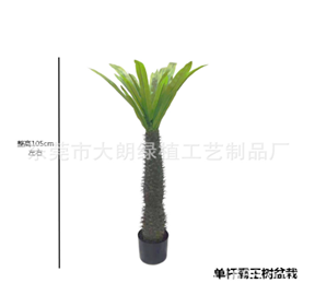 עציץ עץ מלך גזע יחיד 105 ס"מ