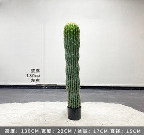 עמוד קקטוס מקסיקני 130 ס"מ