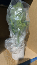 עלה לב לבן 9 ראשים + עציץ נייר